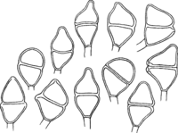 Gymnosporangium juniperinum (L.) Fr. Abb1014-R (Gäumann 1959, Rostpilze Mitteleuropas).png