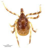 Ixodes brunneus Dig Commons.jpg