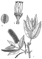 Linedrawing Terminalia avicennioides.gif