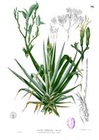 Agave sp Blanco1.96.jpg