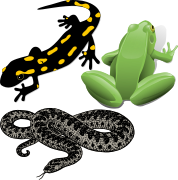 Pictogram for Amphibia and Reptilia