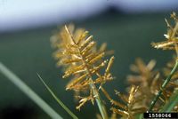 Cyperus esculentus IPM1558066.jpg