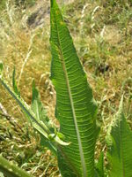 Dipsacus fullonum JuliaKruse 1.jpg