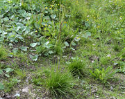 Habitat of Molinia caerulea (L.) Moench (photo Andrea Moro 2013)