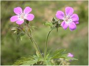 Flowers of Geranium sylvaticum L.