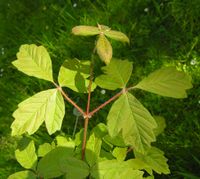 Acer griseum (Franch.) Pax – Photo: Andrea Moro 2006, Dryades TSB33477.jpg