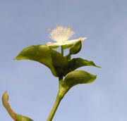 Tradescantia fluminensis Vell.