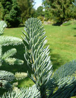 Abies procera Rehd. – Photo: Andrea Moro 2008, Dryades TSB56500.jpg