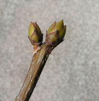 Acer pseudoplatanus L. – Photo: Andrea Moro, Dryades TSB63223.jpg