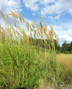 Habitat of Calamagrostis epigejos (L.) Roth subsp. epigejos