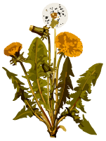 Herbs plant - Common dandelion character.svg