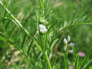 20160607Vicia hirsuta1.jpg