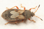 Blissus leucopterus BugGuide232886.jpg