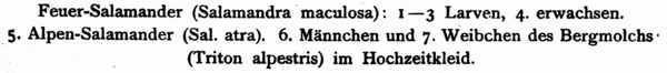 Dürigen 1897 Taf.05 CAPTION.png