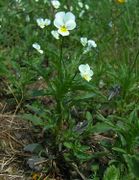 Viola arvensis subsp. arvensis