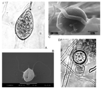 Phytophtora reproduction.png