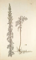 Artemisia pontica - 001x.jpg