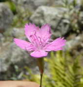 Flower of Dianthus deltoides L. subsp. deltoides (photo Andrea Moro 2008)