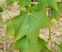 Acer cappadocicum Gleditsch – Photo: Andrea Moro 2008, Dryades TSB58372.jpg