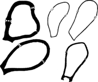Hyalopsora Aspidiotus (Pk.) Magn. Abb0023 (Gäumann 1959, Rostpilze Mitteleuropas).png