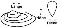 Muscheln-Erklärung-Bestimmungsmerkmale.jpg