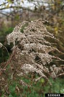 Solidago canadensis IPM5399669.jpg