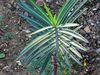 Euphorbia lathyris