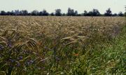 Ökologisch bewirtschaftetes Roggenfeld bei Düren mit Kornblumen (Foto: Thomas van Elsen)