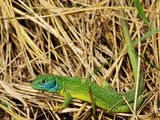 Männchen, Kaiserstuhlpopulation, d. h. unsicher ob L. bilineata oder L. viridis (Bild: W. Fiebig)