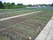 Frisch gepflanzt sieht der Garten noch recht kahl aus. (Bild: JKI)