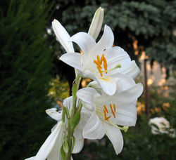 alt=Description de l'image 01-Lilium candidum madonna lily.jpg.