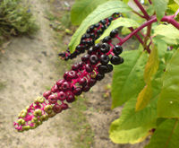 01785 - Phytolacca americana (Amerikanische Kermesbeere).JPG