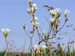 043-17-07-20 Saxifraga granulata Duerbye 1.jpg