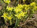 043-39-07-10 Sedum acre Duerbye 1.jpg