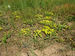 043-39-07-10 Sedum acre Duerbye 3.jpg