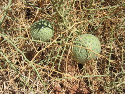 alt=Description de l'image 0892 Narafrucht Sossusvlei.JPG.