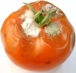 1.Tomato infected with the fungus Stemphylium botryosum (Image by G. Pestsov)