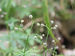 179-02-08-10 Galium odoratum Duerbye 2.jpg