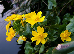 Sumpf-Dotterblume: Pflanze – Wildfeuer, CC BY-SA 3.0