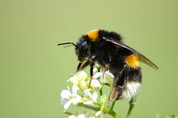 Dunkle Erdhummel: Alttier (adult) - Vera Buhl, CC BY-SA 3.0