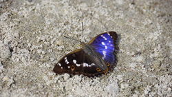 Kleiner Schillerfalter-Männchen - Andreas Eichler, CC BY-SA 3.0