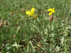 Früchte – AnRo0002, CC0