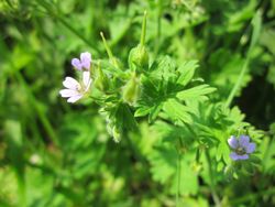 Blüten, Früchte und Blätter – AnRo0002, CC0