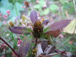 Dreiteiliger Zweizahn: Blüte – AnRo0002, CC0