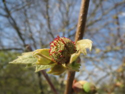 Ahornblättrige Platane: Blüte – AnRo0002, CC0 1.0