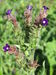 20140827Anchusa officinalis6.jpg