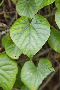 alt=Description de l'image 2016 Singapur, Ogrody botaniczne (198).jpg.