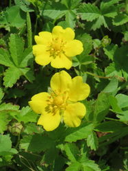 Kriechendes Fingerkraut: Blüte – AnRo0002, CC0 1.0