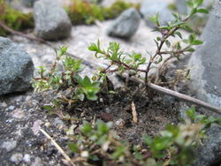 Habitus – AnRo0002, CC0