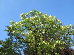 alt=Description de l'image 20180511Robinia pseudoacacia2.jpg.